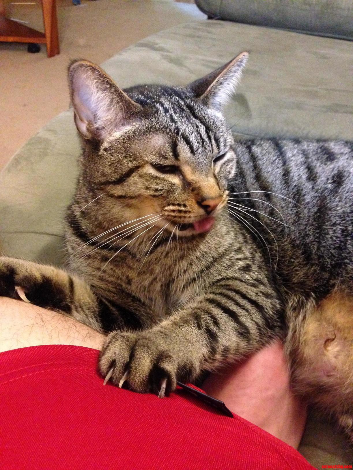 Sunday on the Couch
