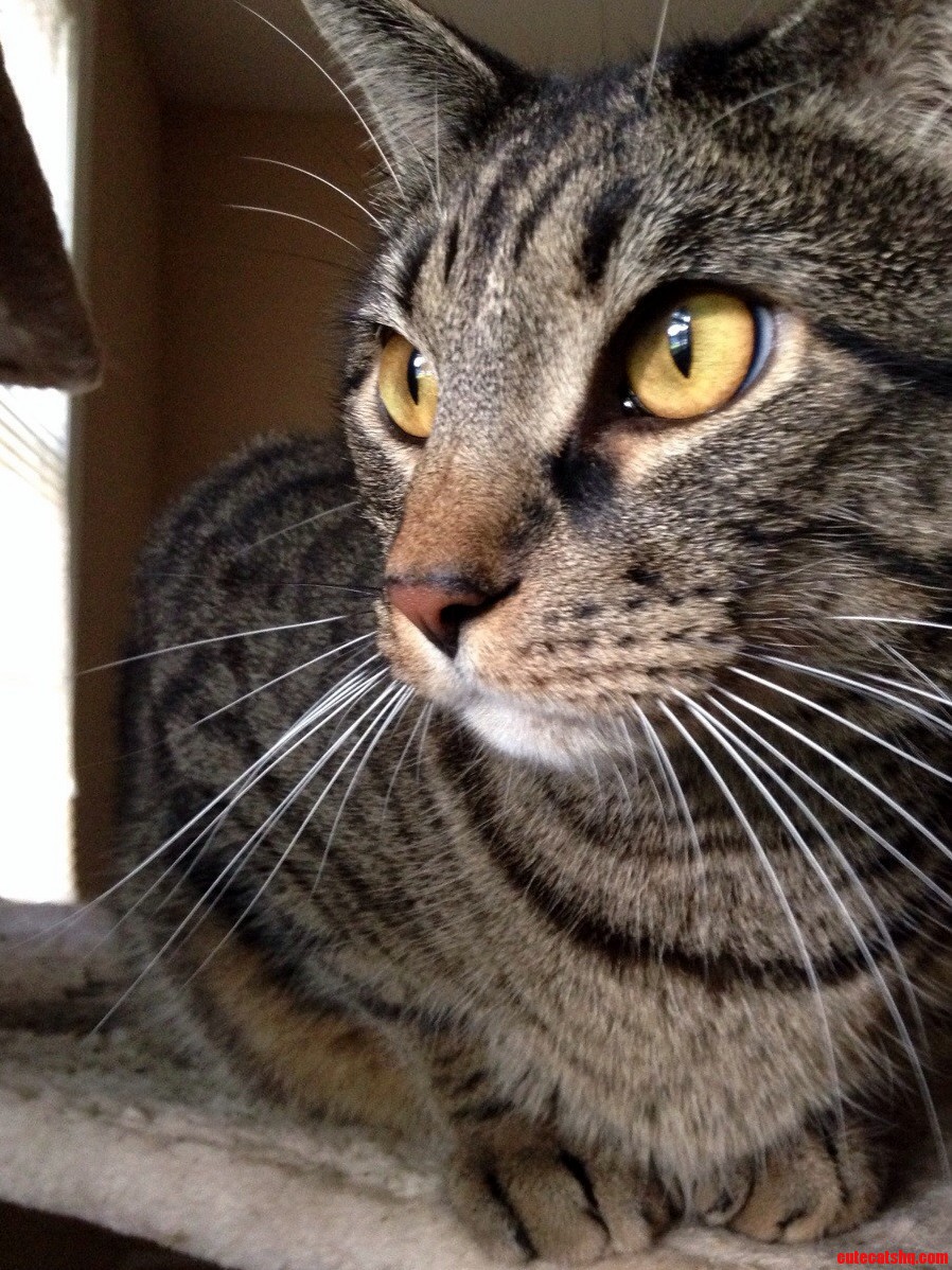Taj and His Beautiful Orange Eyes