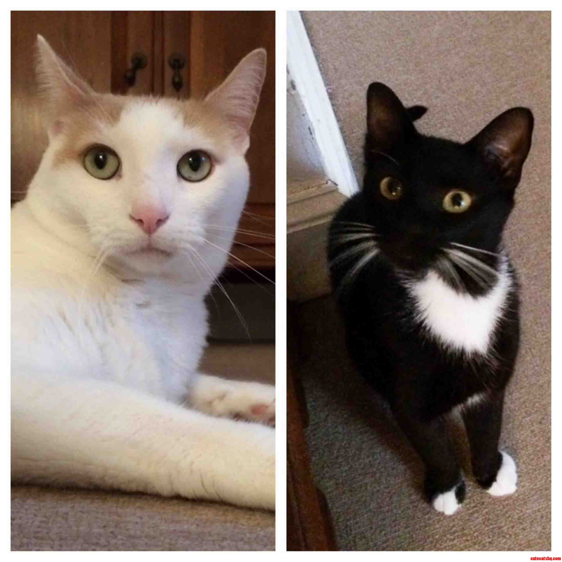 Taking Care of These 2 Babes All Weekend. Meet Ollie and Dexter