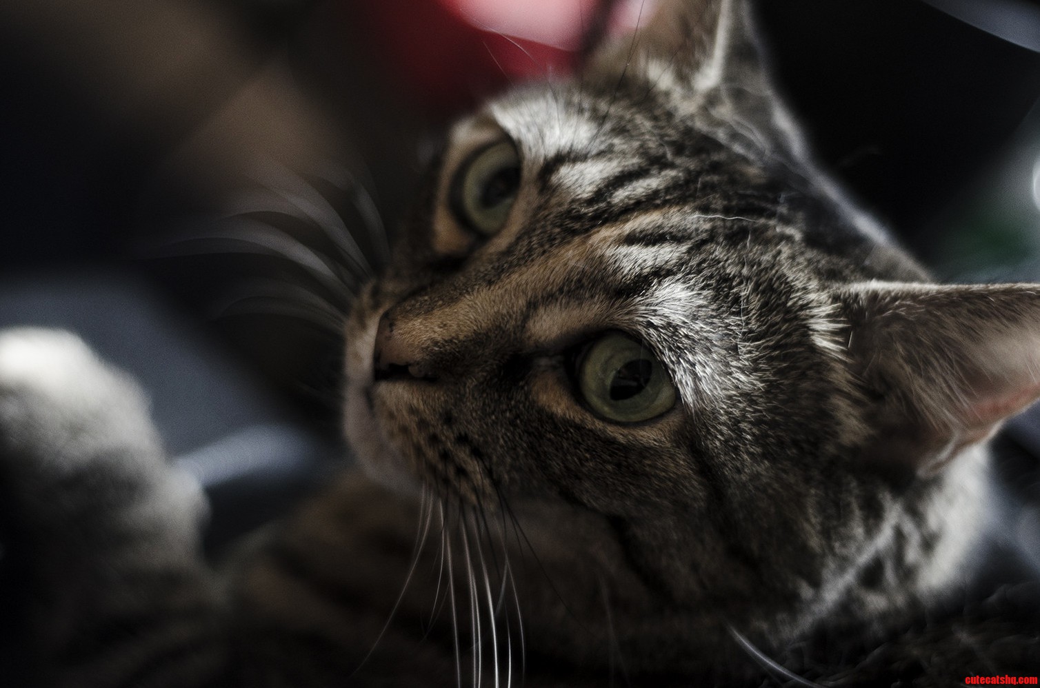 Testing Out My New 50mm Lens on My Cat.