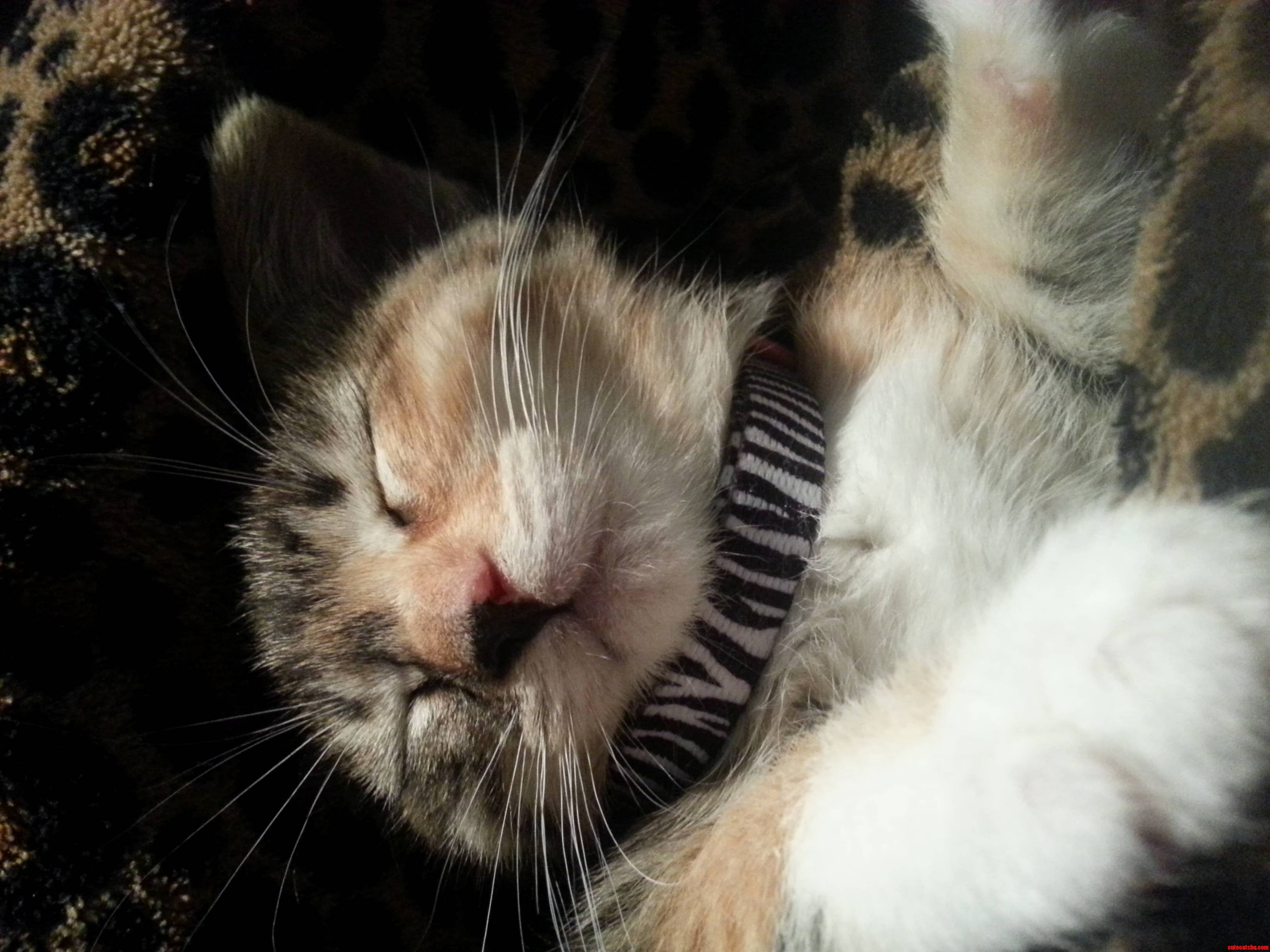 That Little Smile. Her Name Is Muffin.