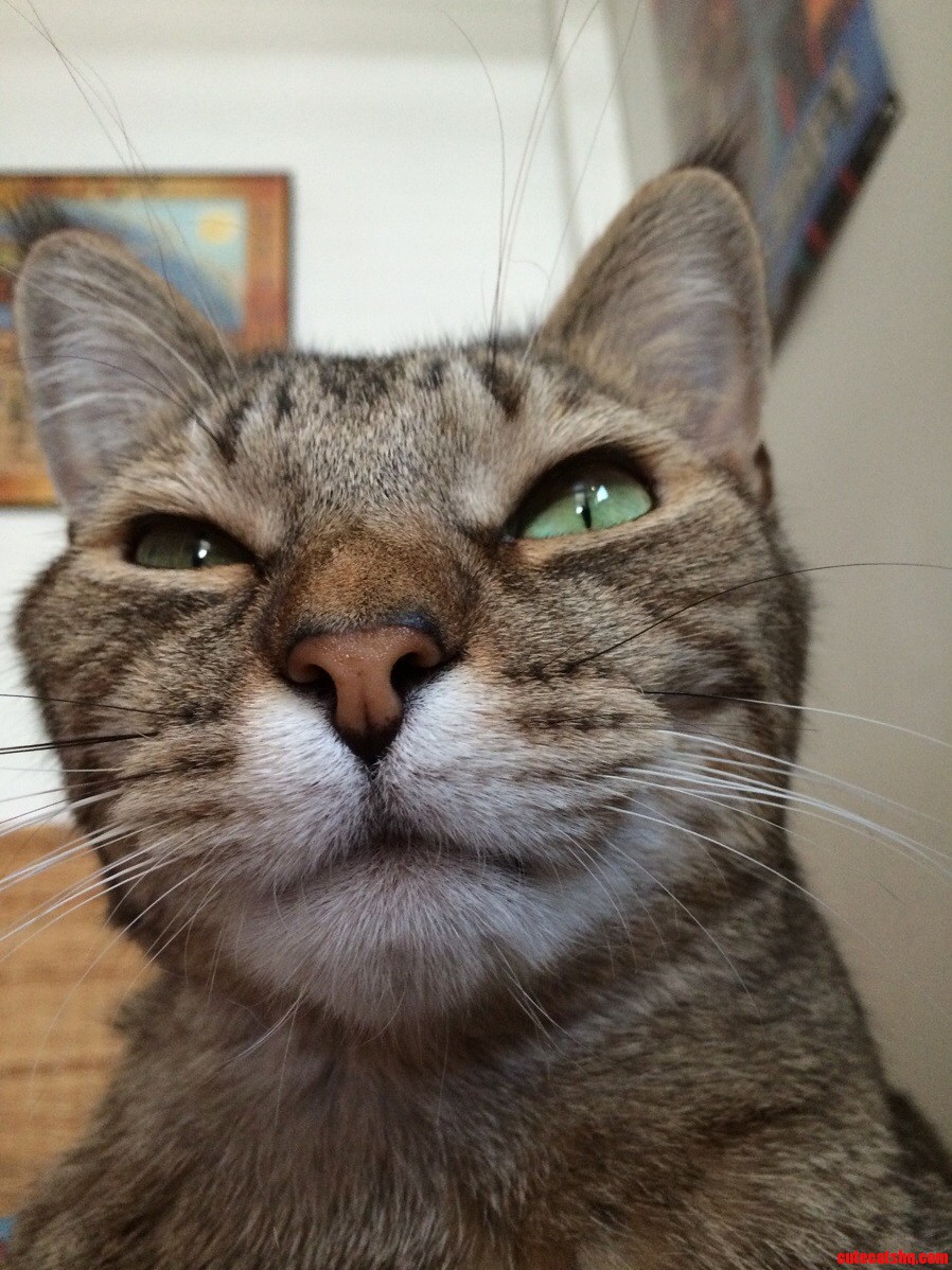 Thats One Happy Cat Face 3