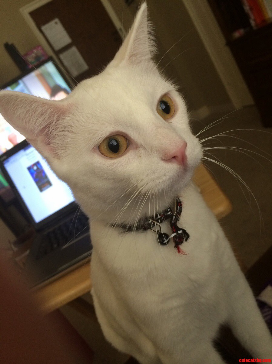 The Concentration He Has When He Sees Pigeons Outside My Window..