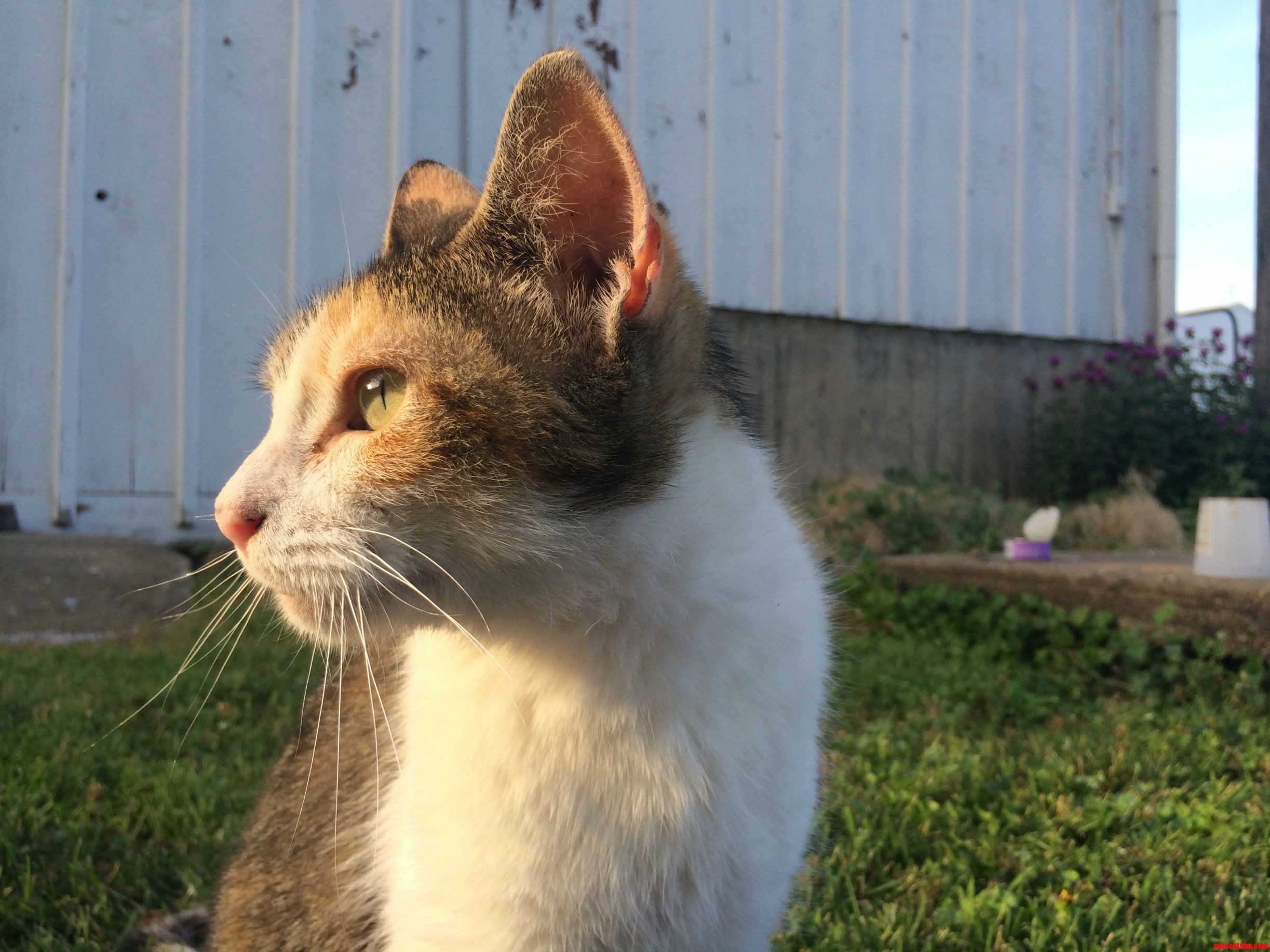 The Farm Cat