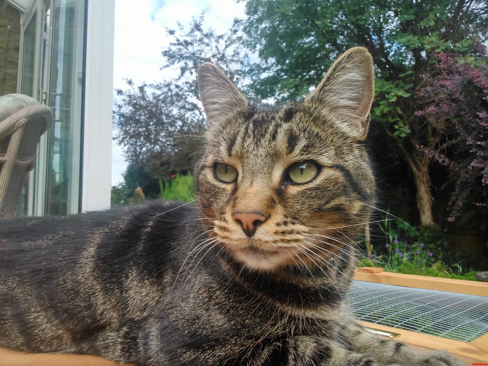 The Handsomest and Most Photogenic Tabby You Will Ever See
