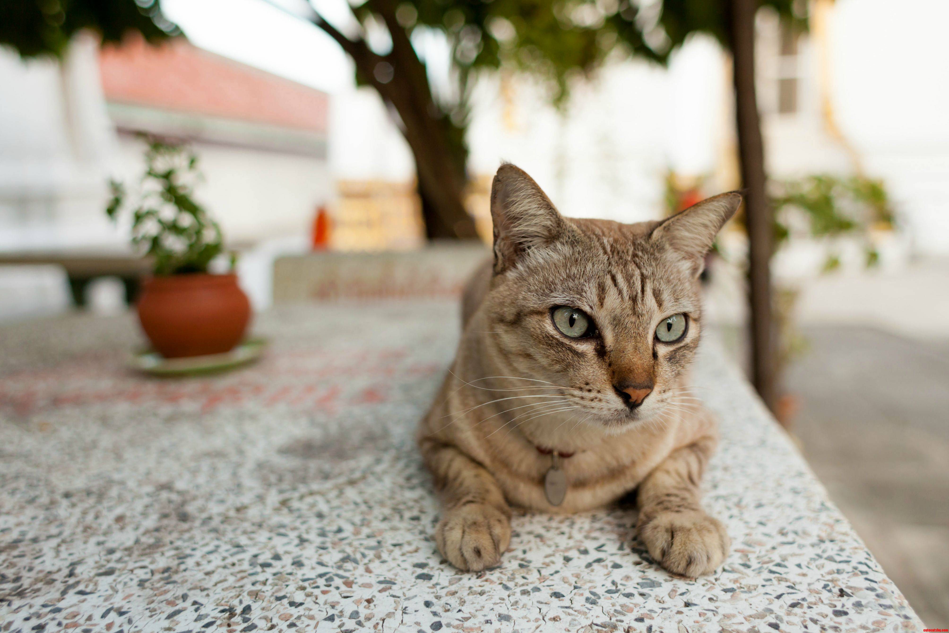 The Kitties That Live at Temples in Thailand Were So Sweet