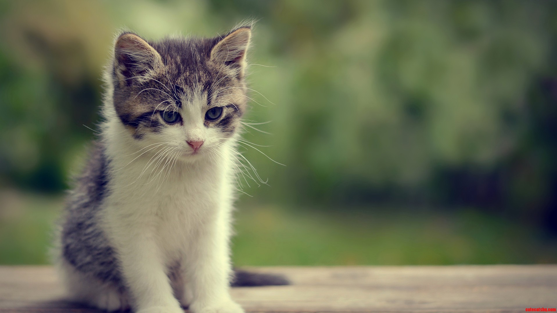 The Little Thinker