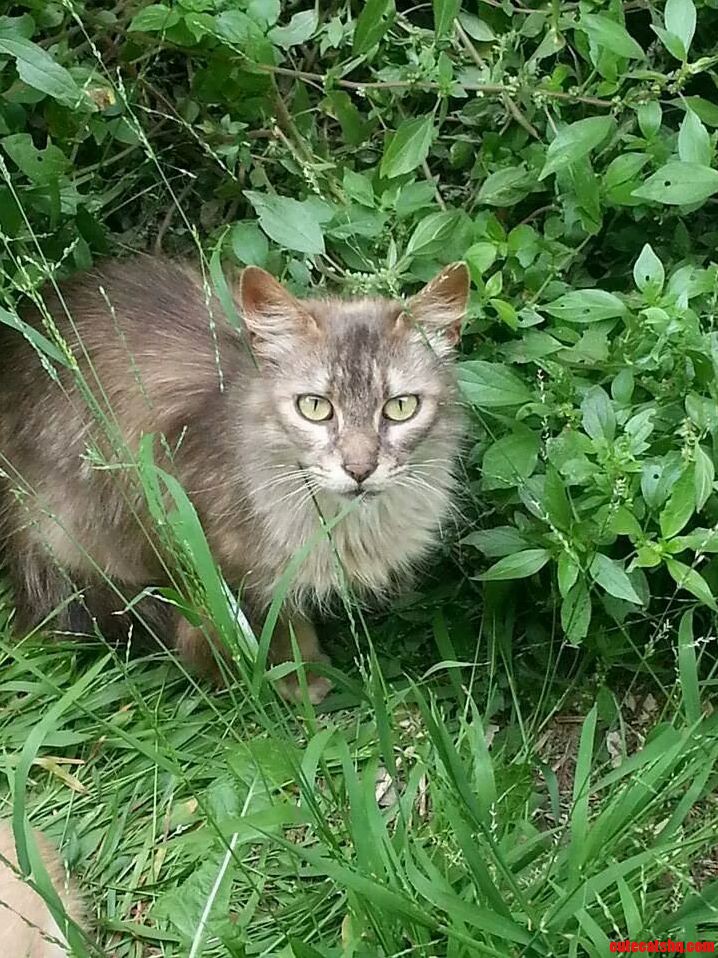 The Matriarch of Our Clowder
