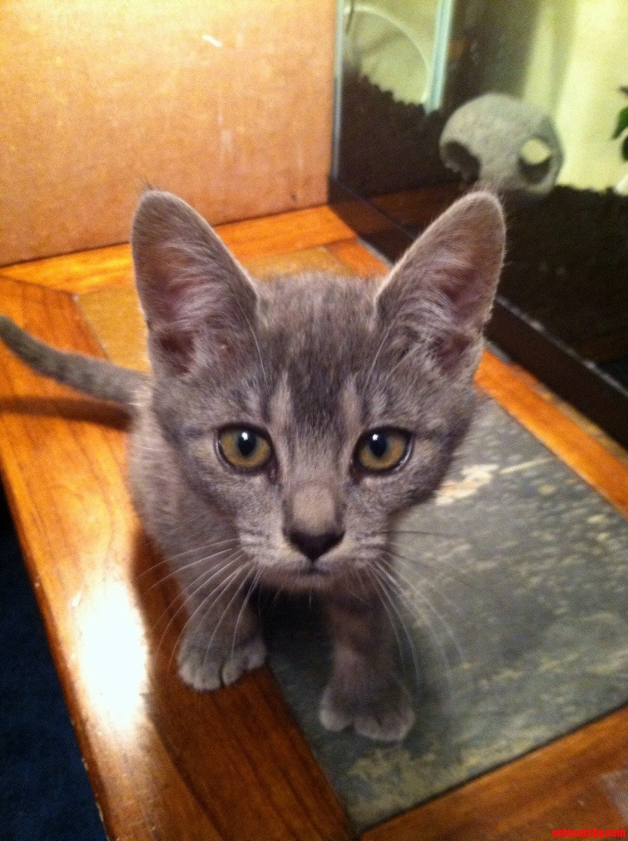 The Most Outgoing Cat I Ve Ever Had.