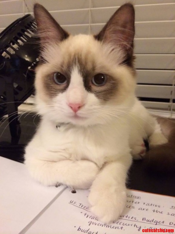 The Most Photogenic Cat Ive Ever Had.