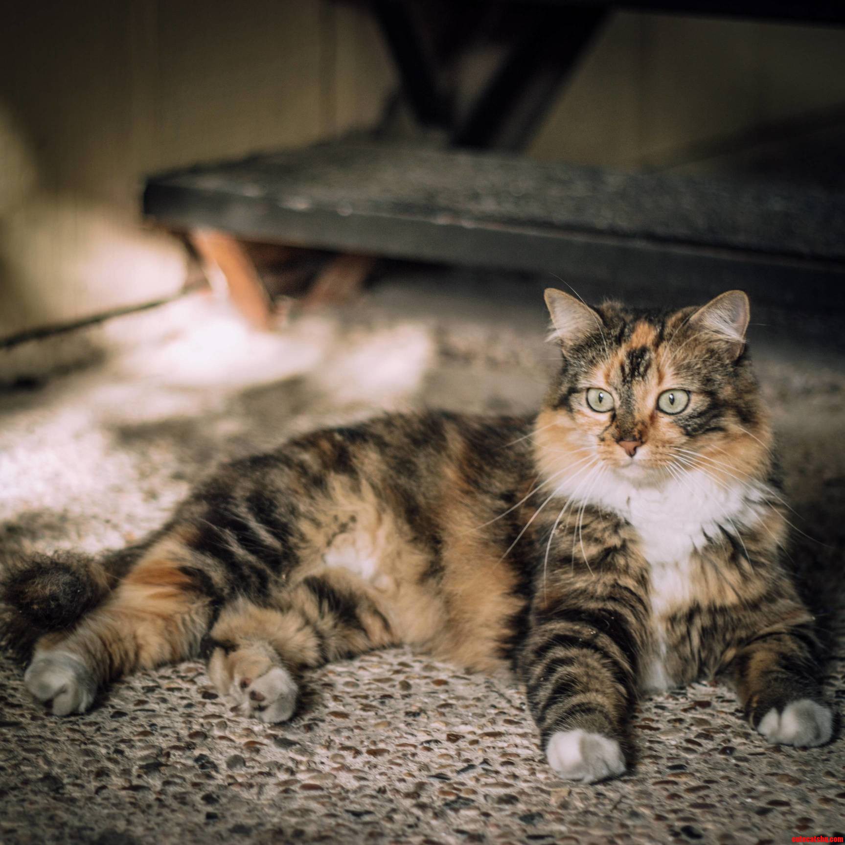 The Neighborhood Kitty...she Likes to Roll Around