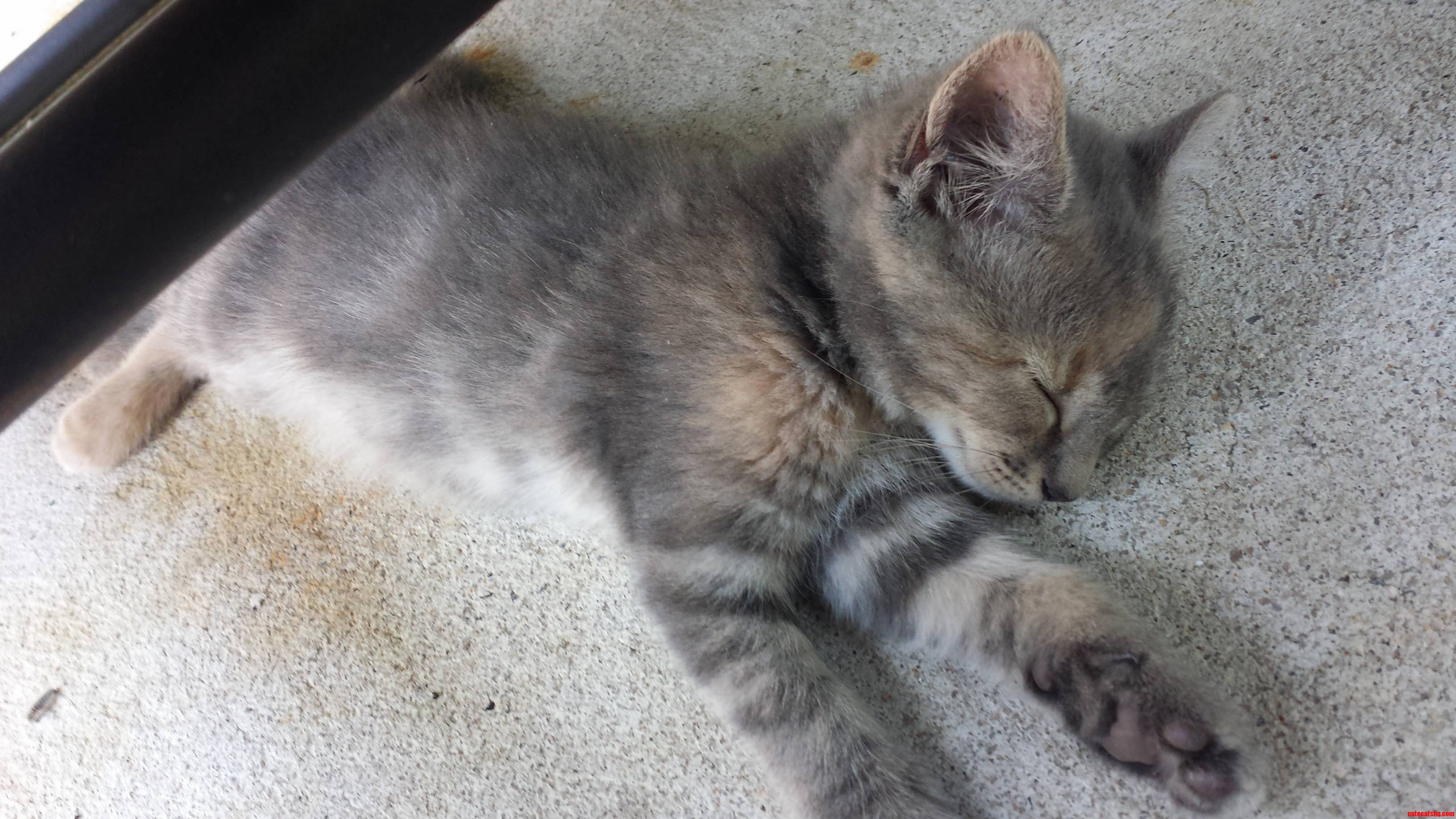 The New Kitten Gigi. Shes Tired from All the Playing..and Cat Nip.