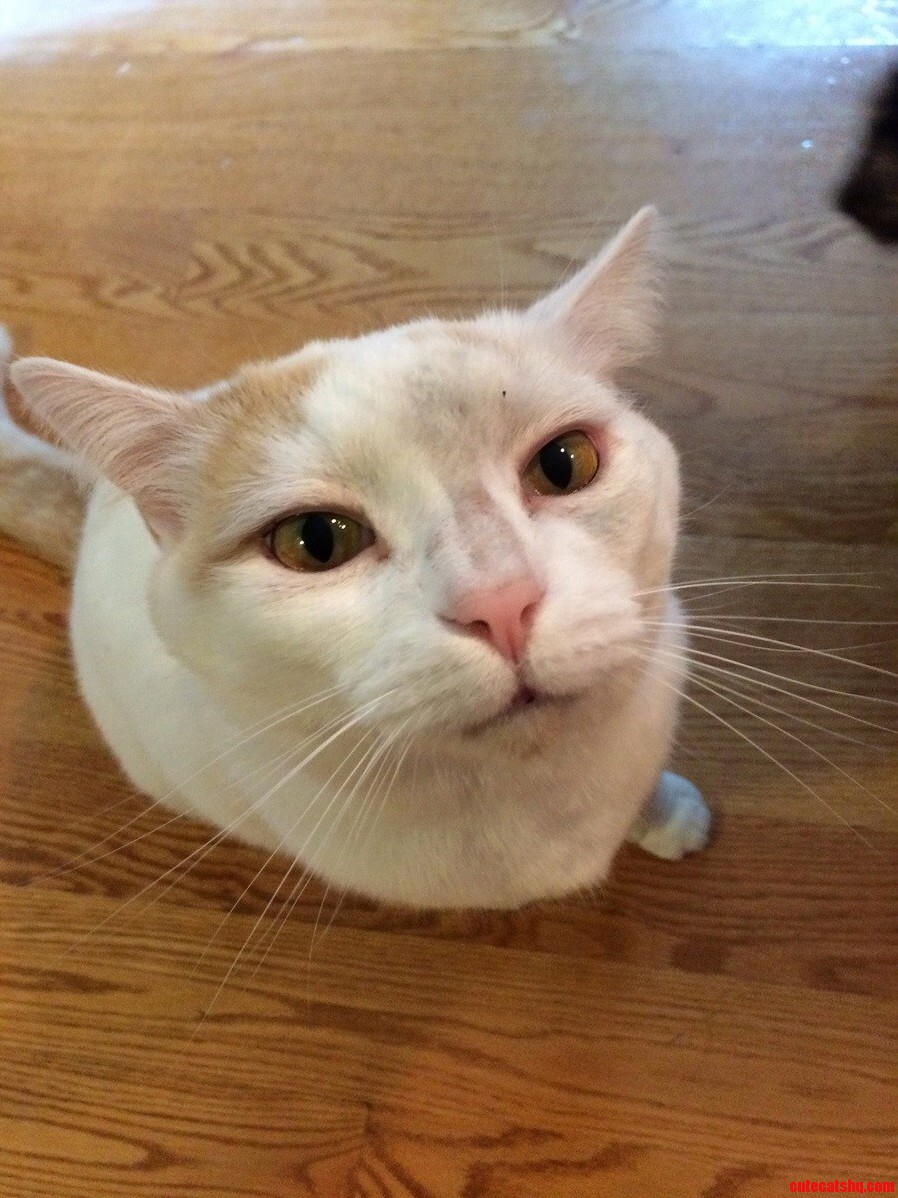 The Pains of Having a White Outdoor Cat