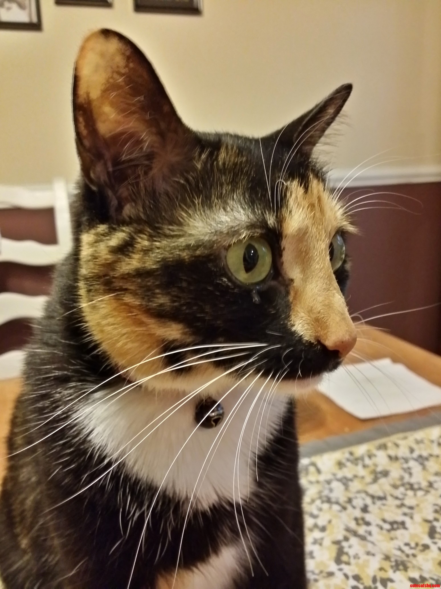 The Saddest Cat in the World