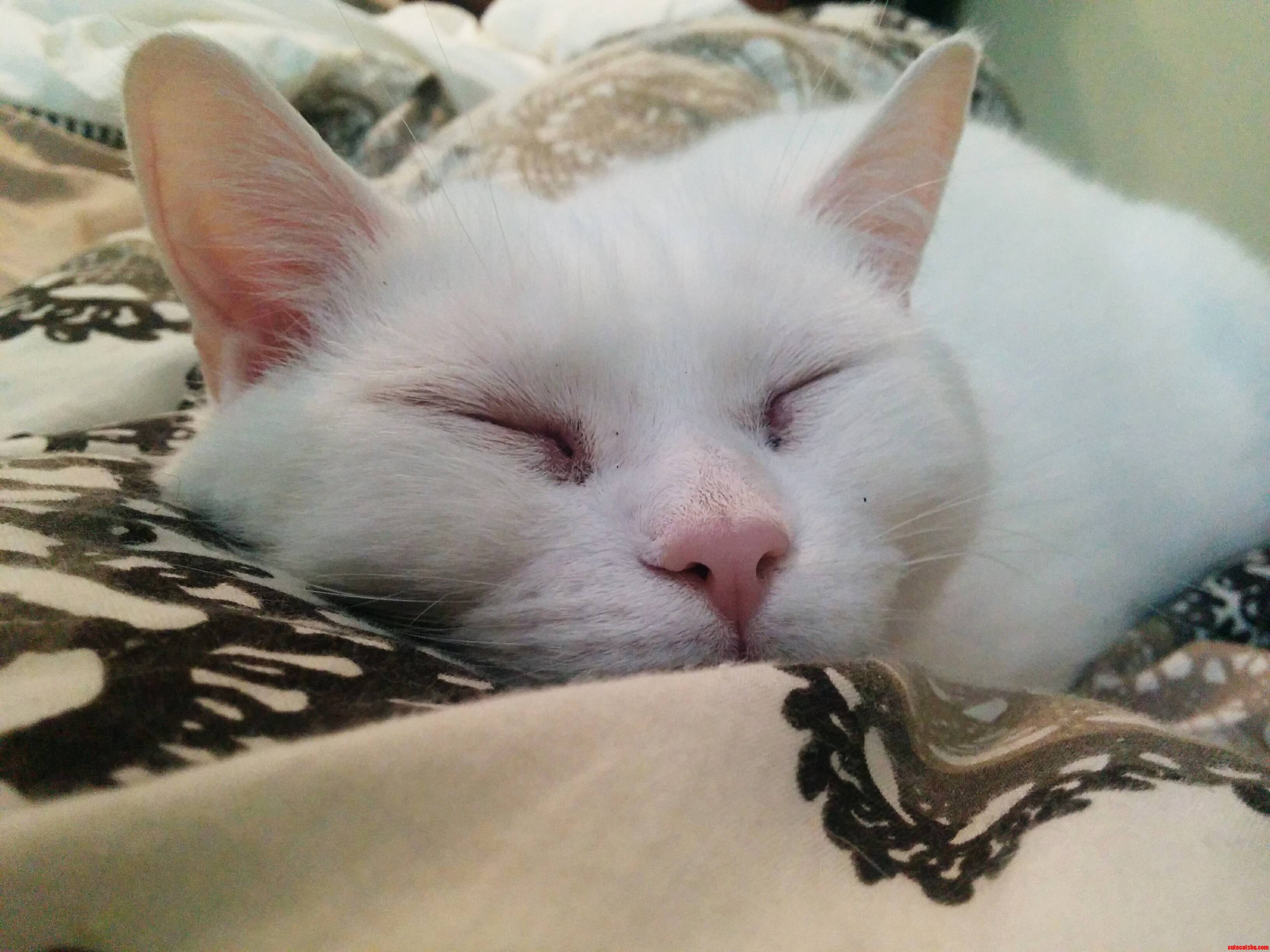 The Urge to Boop Her Is Strong.
