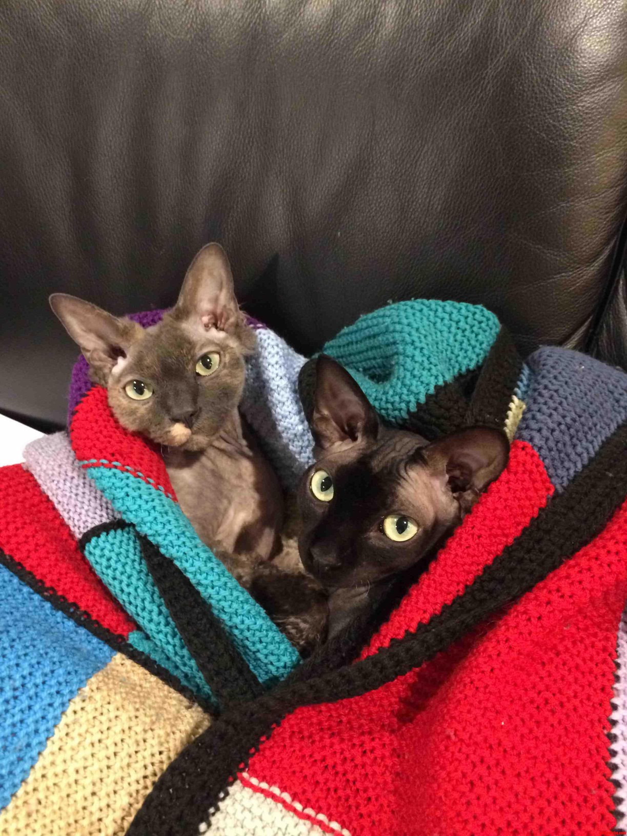 These Guys Are Not Fans of Cold Winters