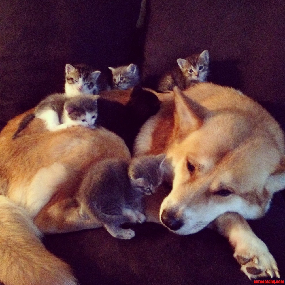 They Follow Him Everywhere Amazing She Is Acting Like There Mother