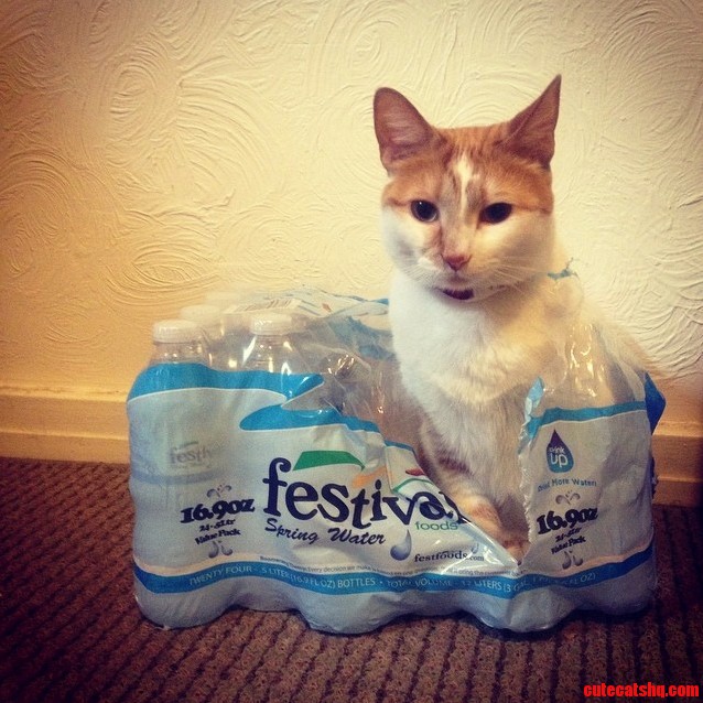They Told Me I Could Be Anything. So I Became a Water Bottle.