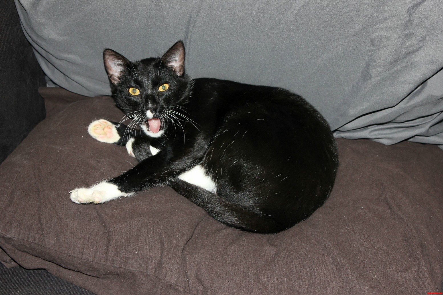Think I Surprised My Cat.