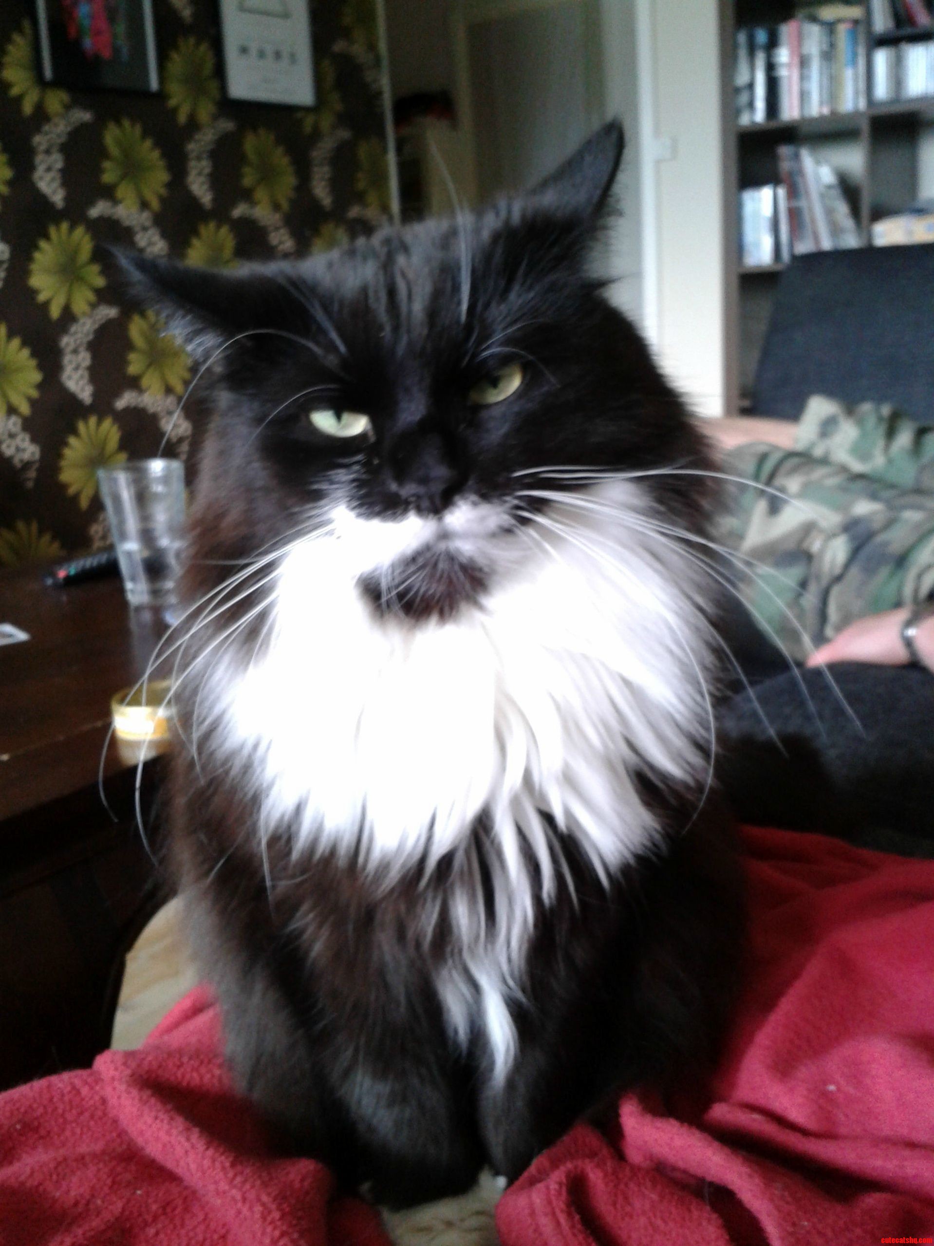 This Cat Has a Great Beard