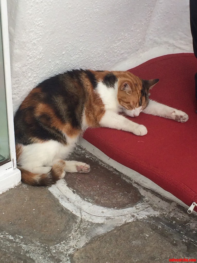 This Cat Partied a Bit Too Hard in Mykonos