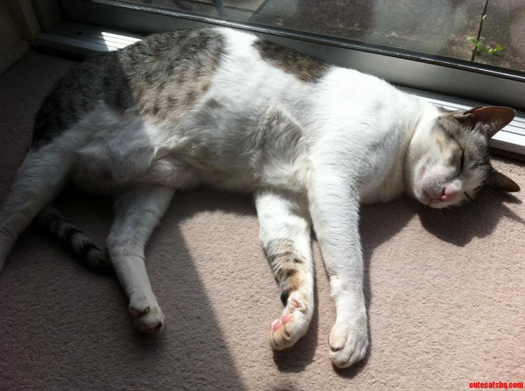 This Fat Idiot Is Called Tonto and I Love Him