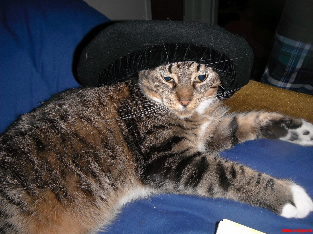 This Handsome Sir Is Tibbers.. True to His Namesake Omnomnomnom.