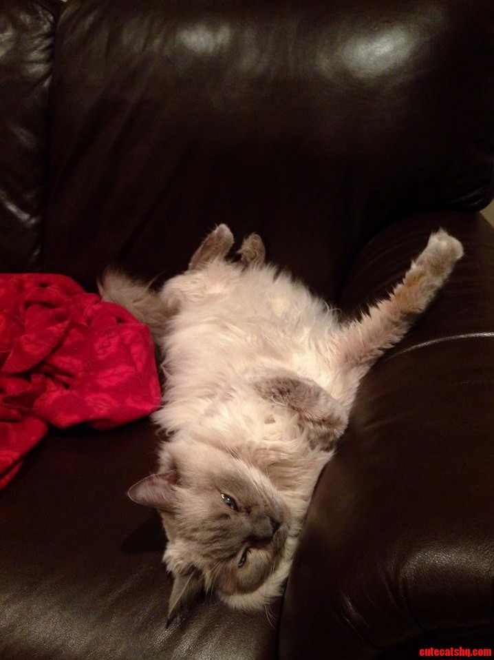 This Human Method of Sleep Is Angering Me