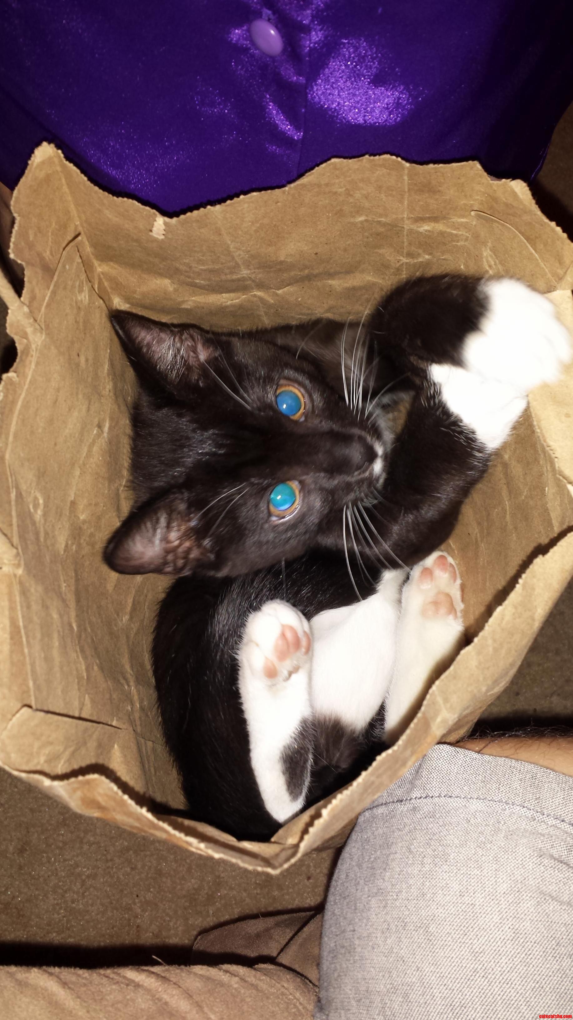 This Is Allan Hes in a Bag
