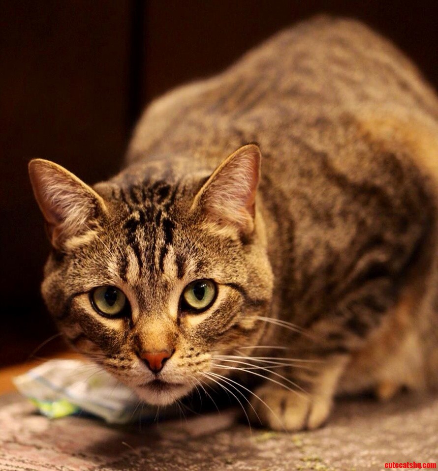 This Is Boo - He Found and Stole the Catnip.