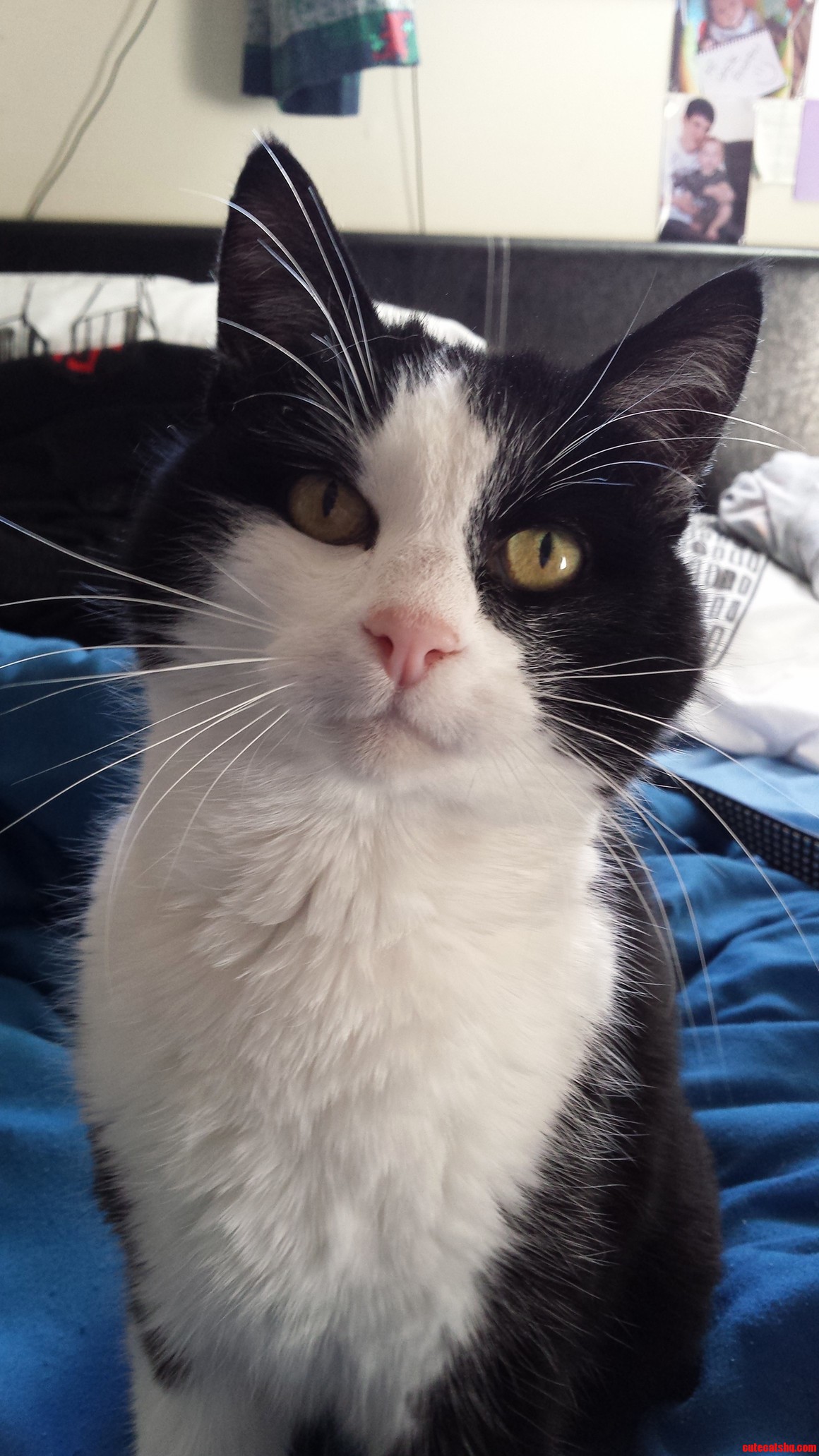 This Is Bud He Was My Furbaby for 16 Years