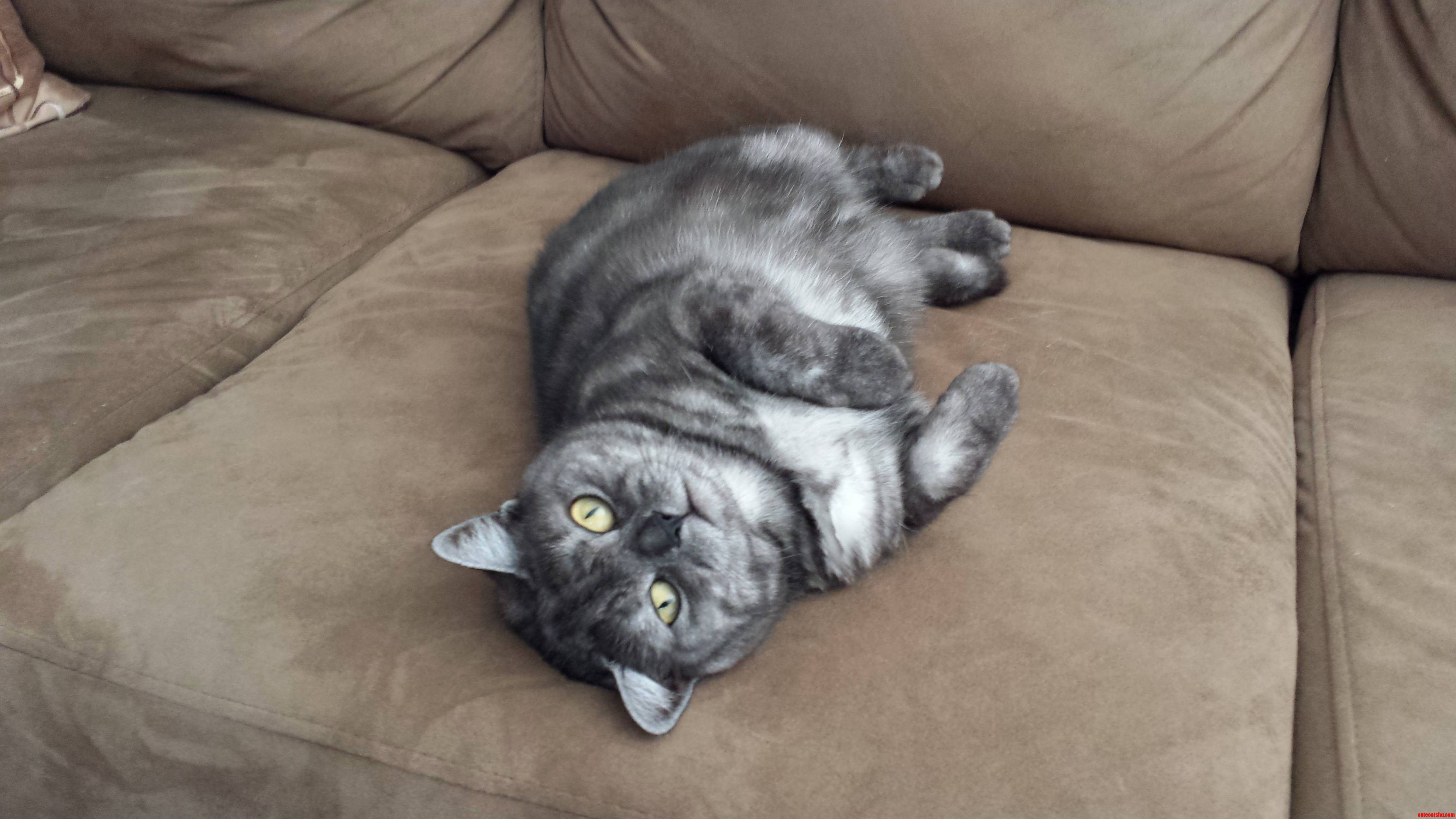This Is Chip My Resident Tubbykins.