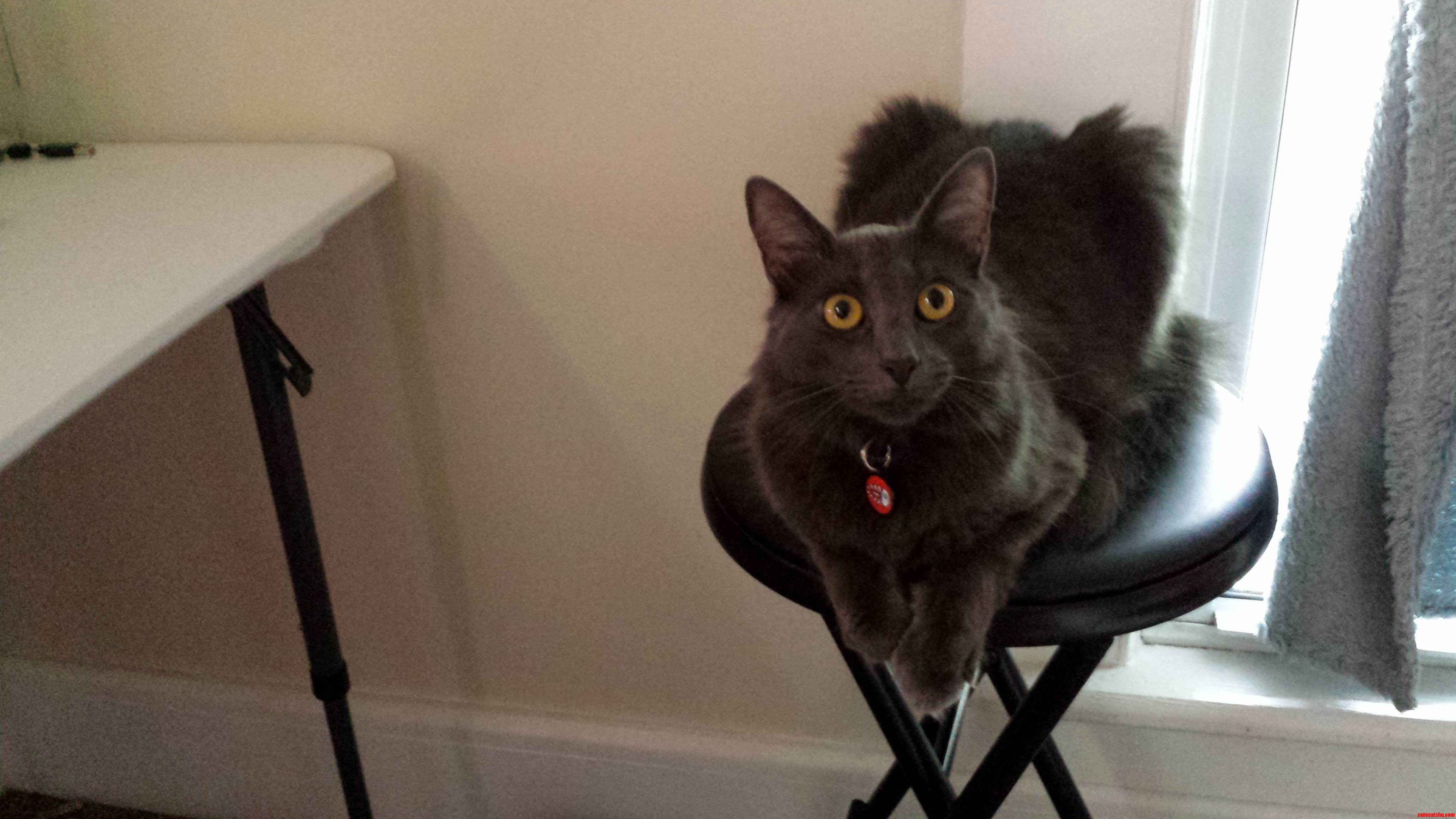 This Is Fred. Fred Gets Upset When Im at My Computer Desk