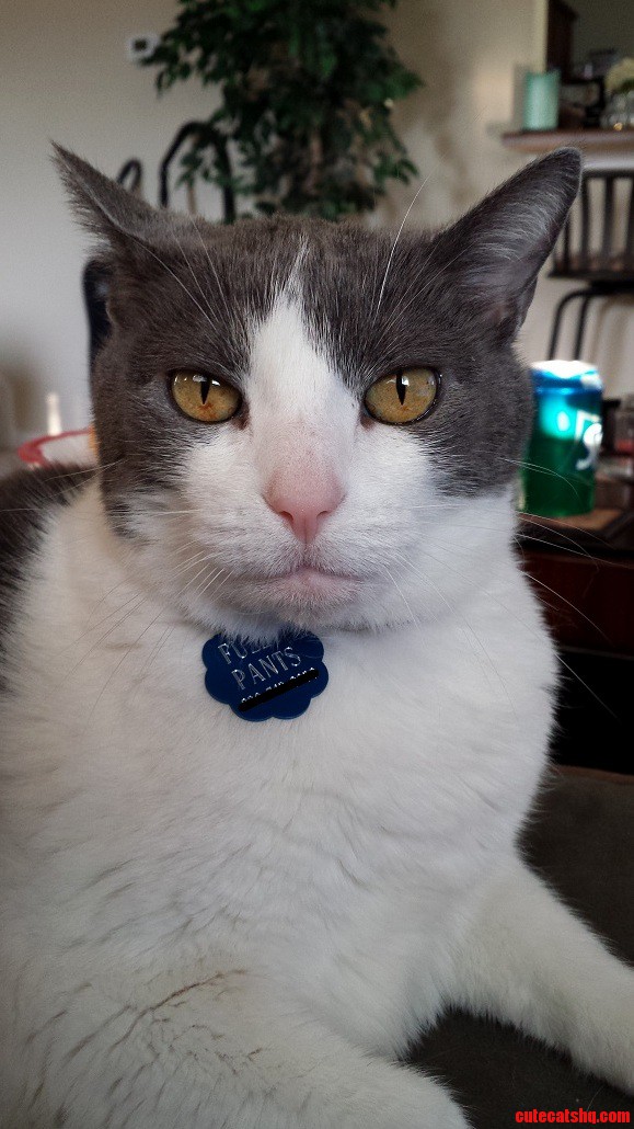 This Is Fuzzypants and She Is Not Amused.