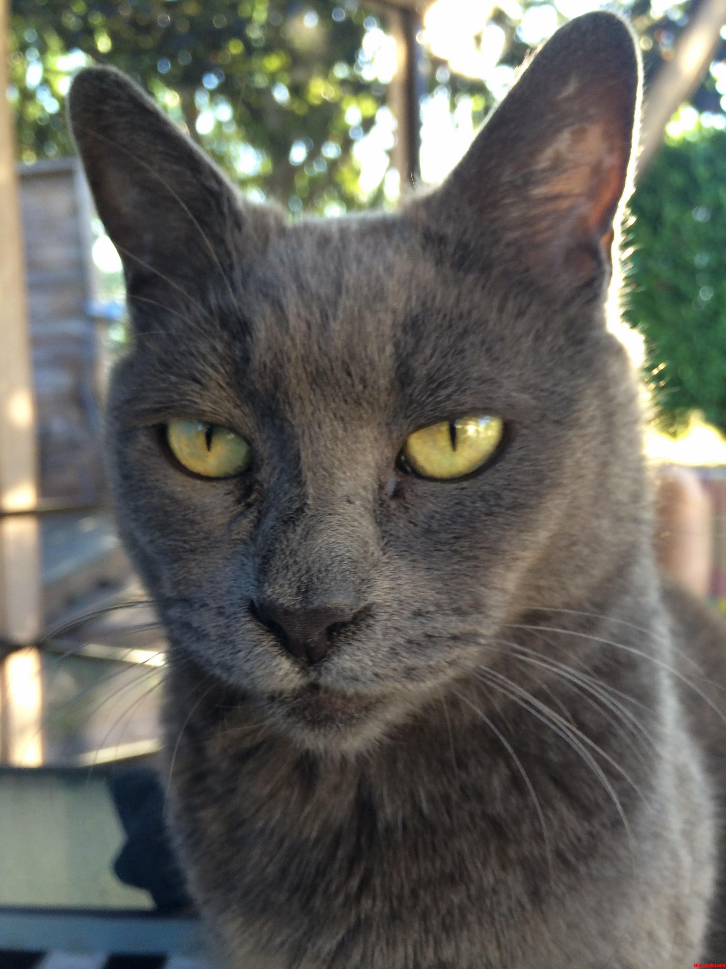 This Is Kitty. She Lost Her Mind Long Ago but She Is My World.