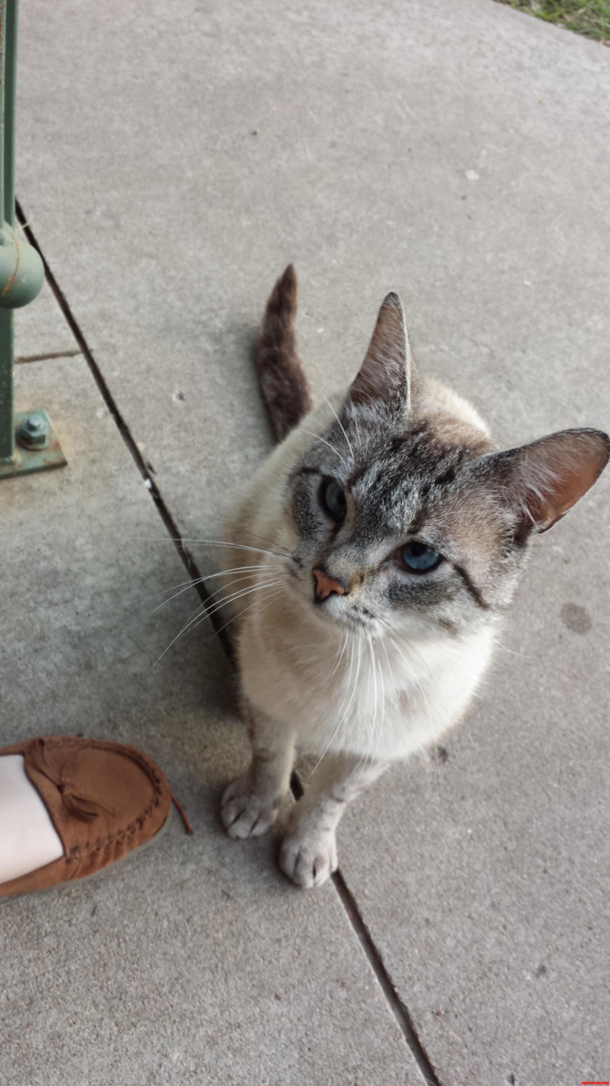 This Is Lil Boop Our Resident Cross Eyed Dumpster Cat and Soon to Be My First Pet As an Adult