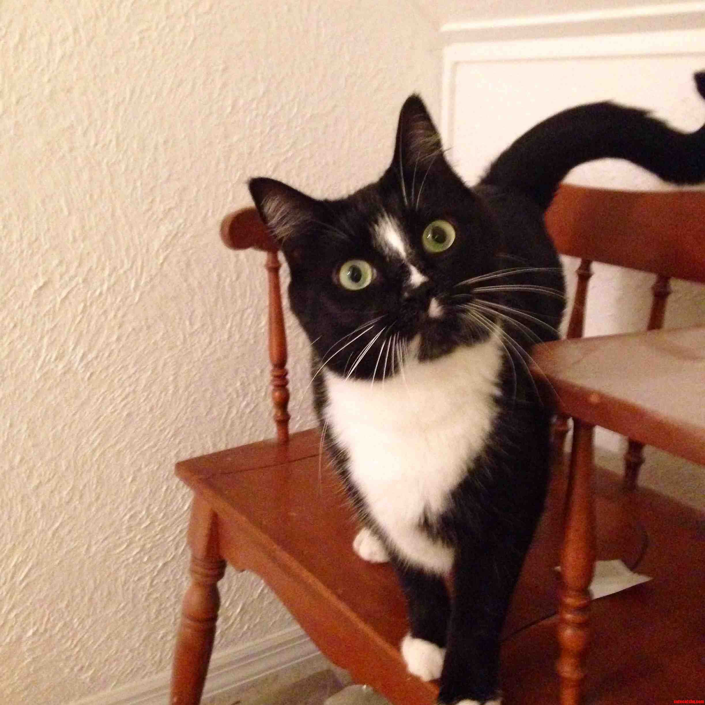 This Is Lola. She Always Has Crazy Eyes