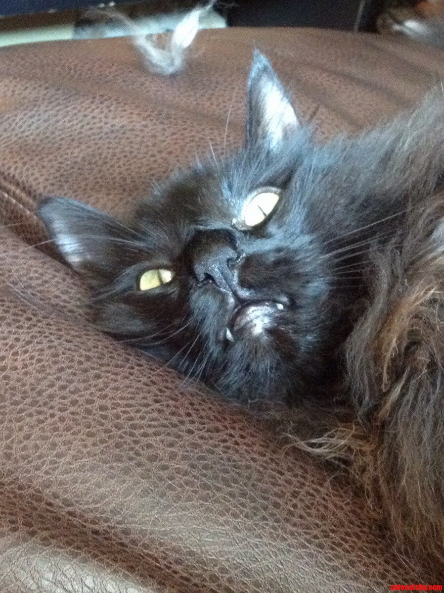 This Is Mr. Pickles the Puffiest Fluff on the Planet