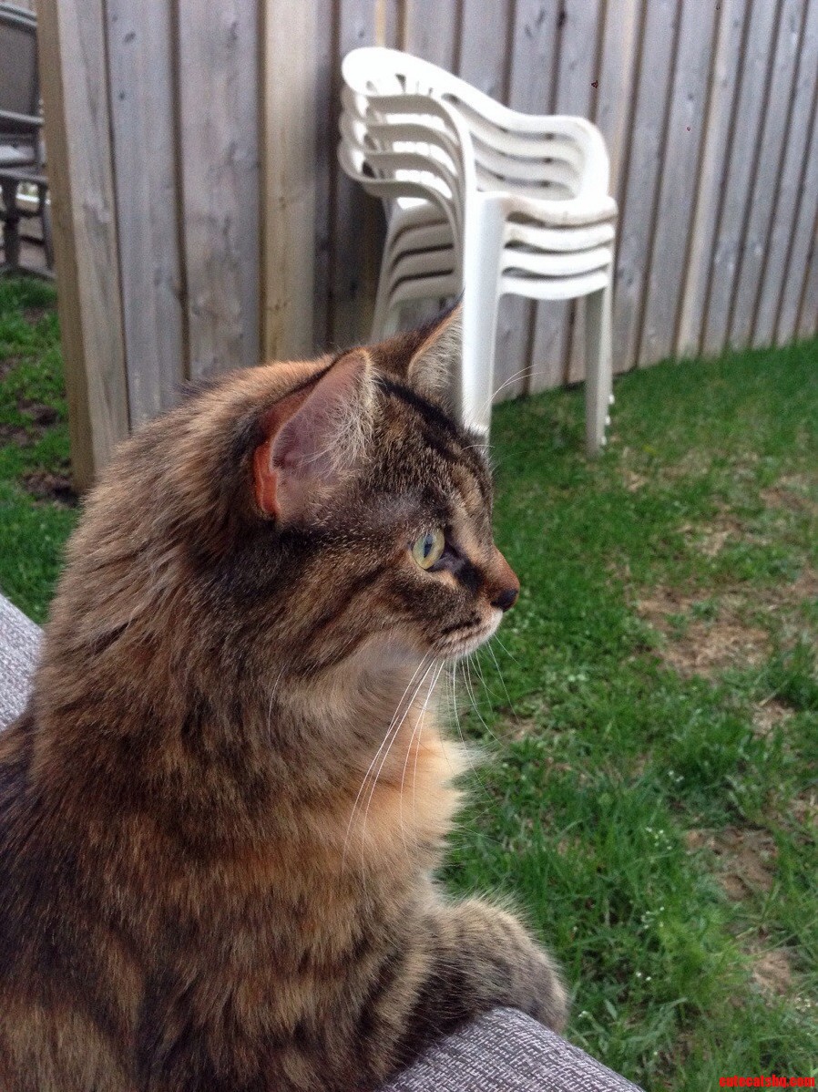 This Is My Cat Nala. Shes Very Special to Me.