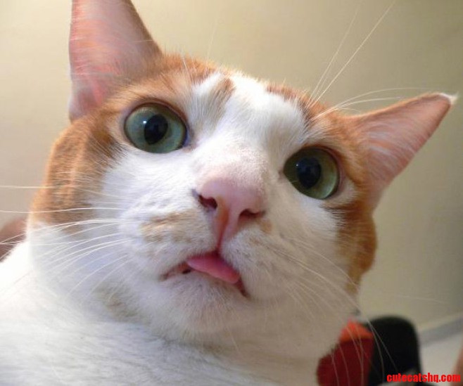 This Is My Cat Snickers. Isnt He Cute 3