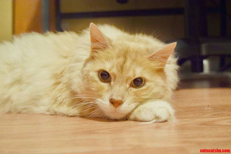 This Is My Cat Sully. Hes Not So Sure About His Photo Being Take.
