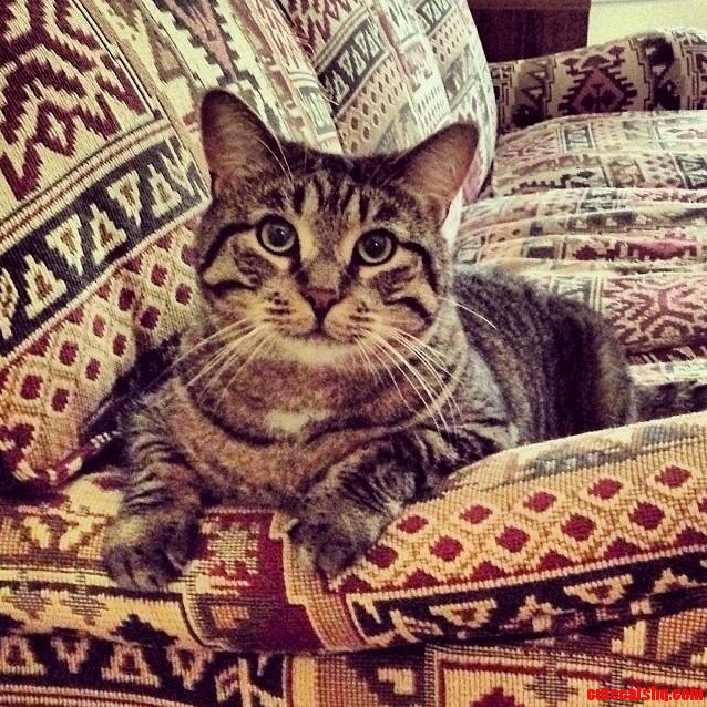 This Is My Friends Cat. His Name Is Bob. He Is Awesome.