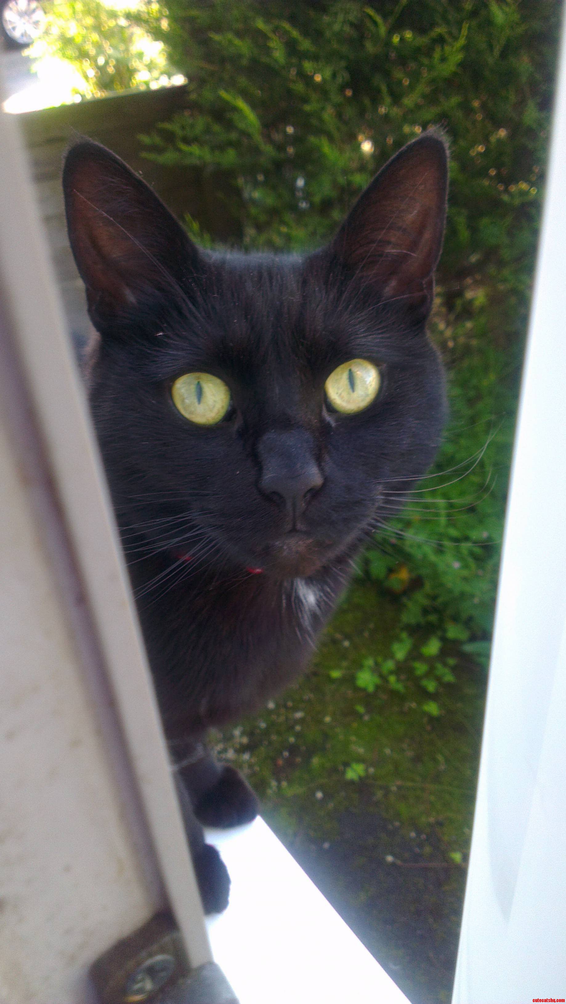 This Is My House This Is Not My Cat