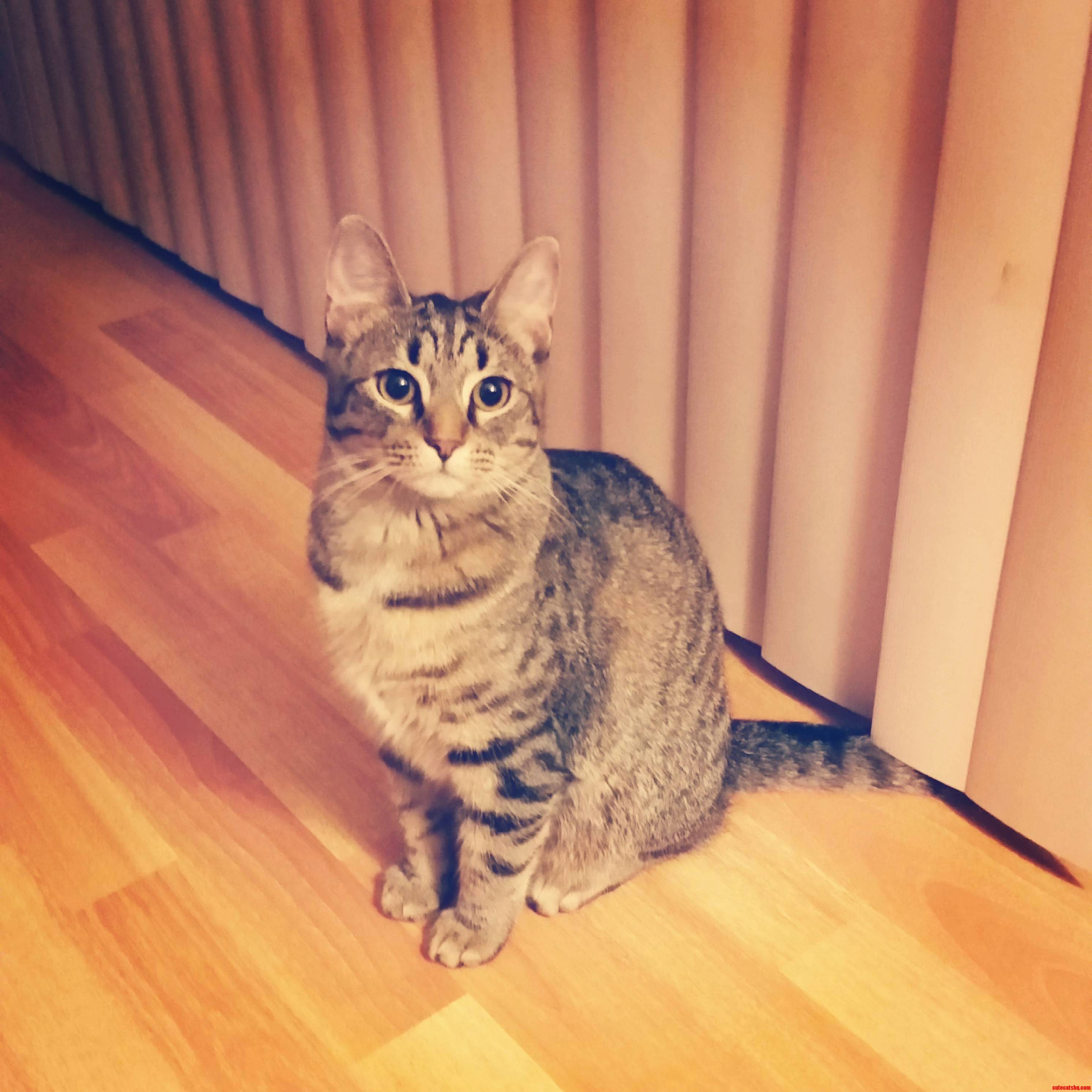 This Is Ridley aka the Peanut
