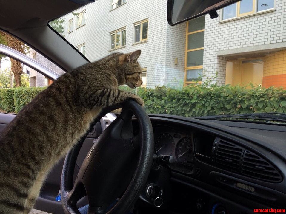 This Is Roef He Loves to Go on a Car Ride with Me