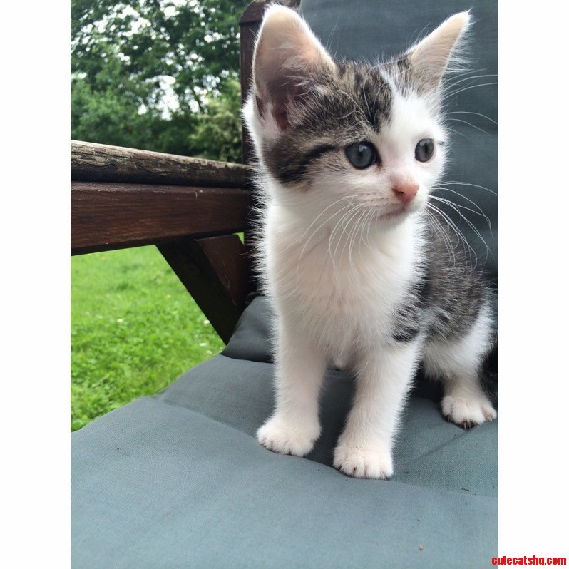 This Is Rosie My Sisters New Kitten Looking Off Into the Distance.