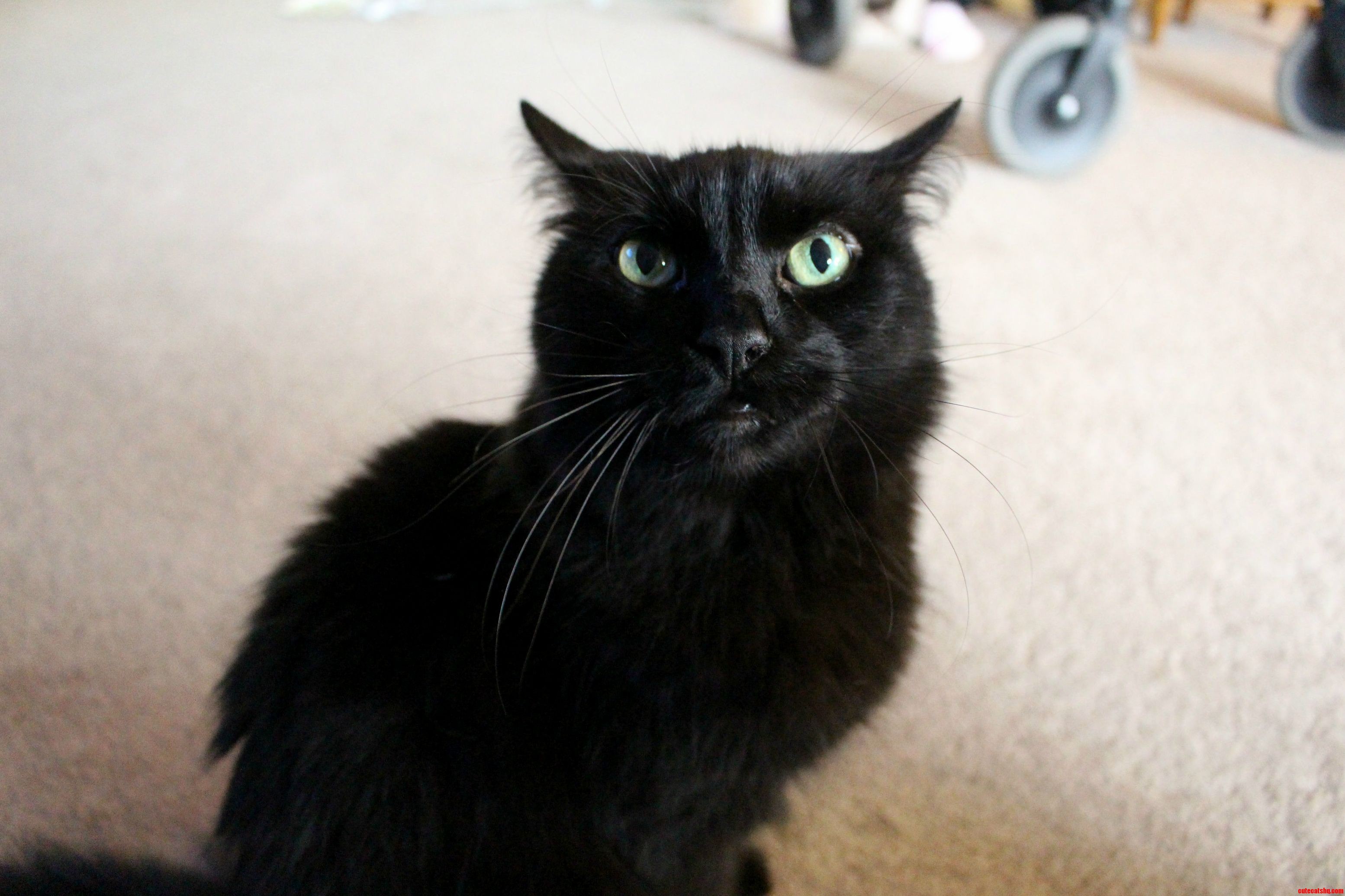 This Is Scarlett. She Is Not Amused.