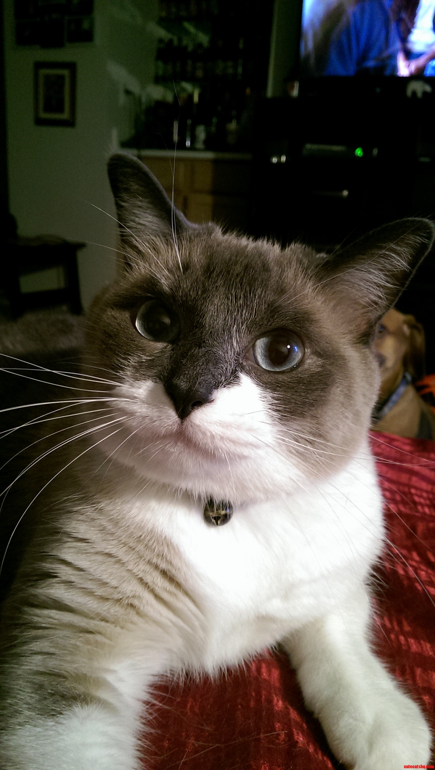 This Is Stark. He Was a Feral Cat