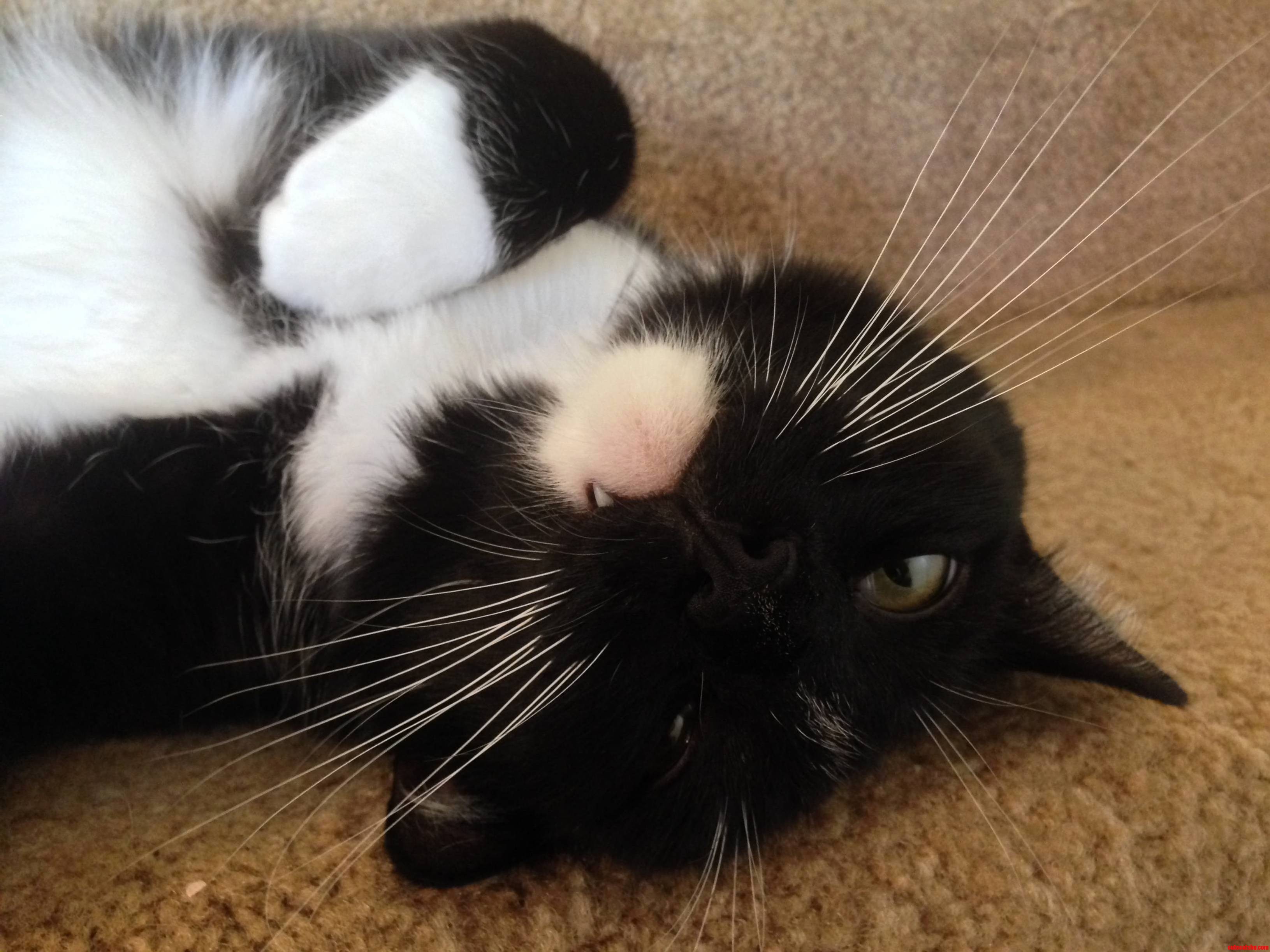 This Is the Face My Cat Makes When He Wants Something.
