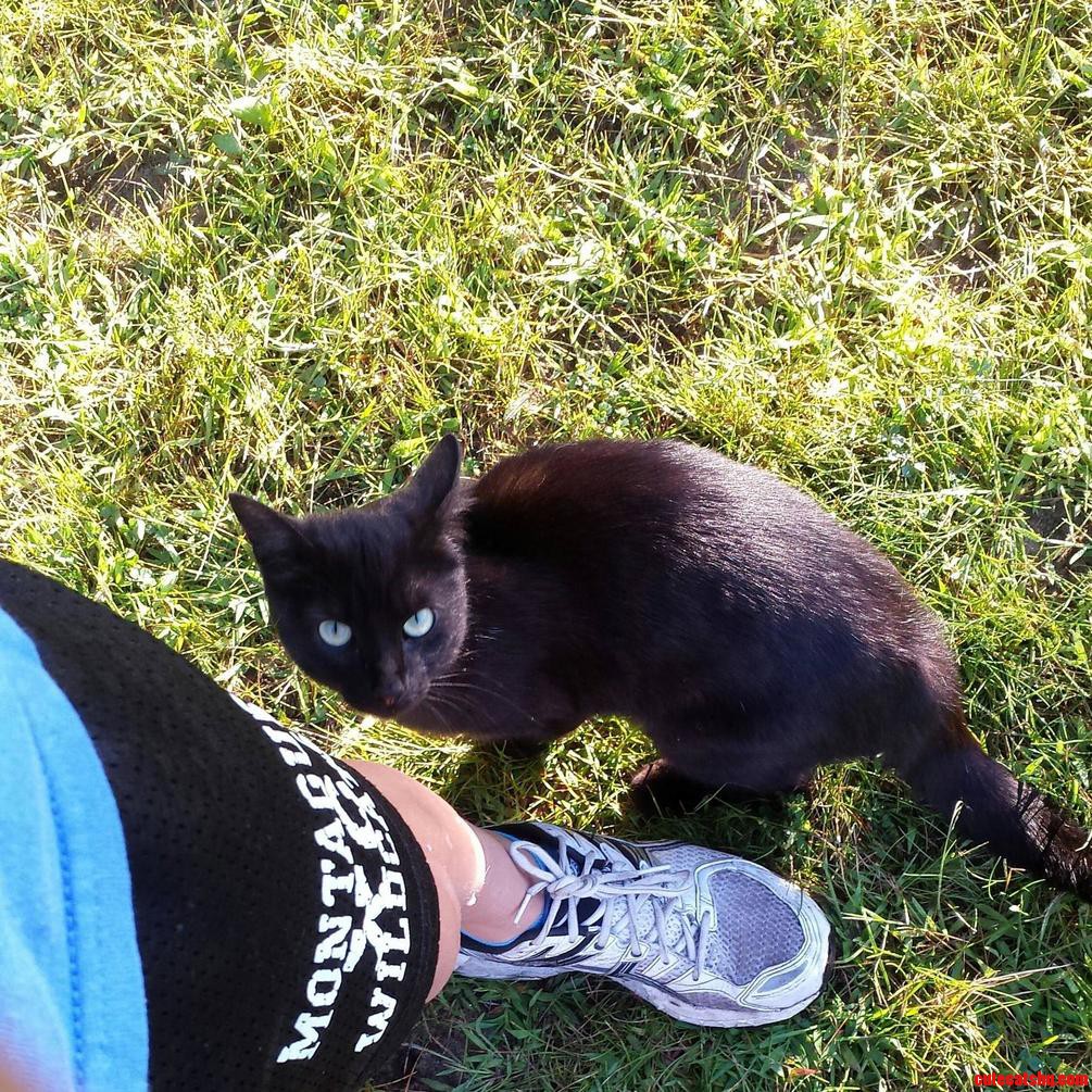 This Is Toothless I See Every Morning When I Run. Not Sure If He Is a Stray.